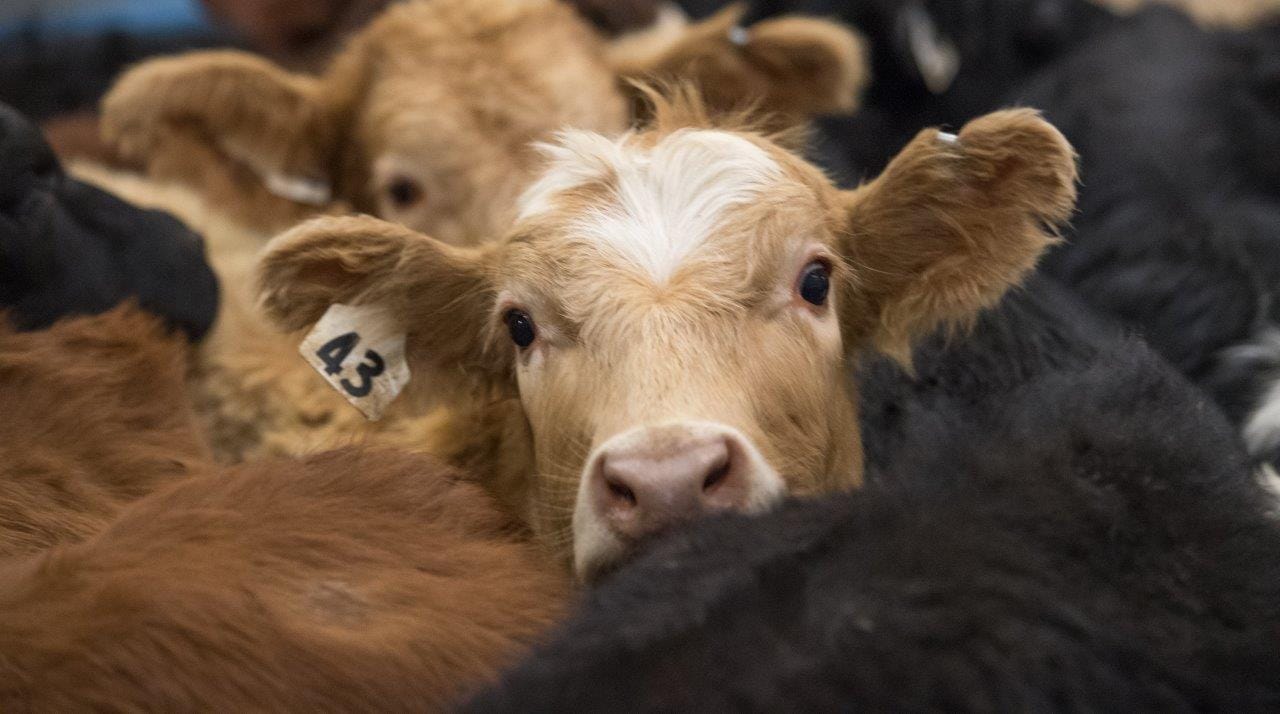 Wrangler NFR - Day 3